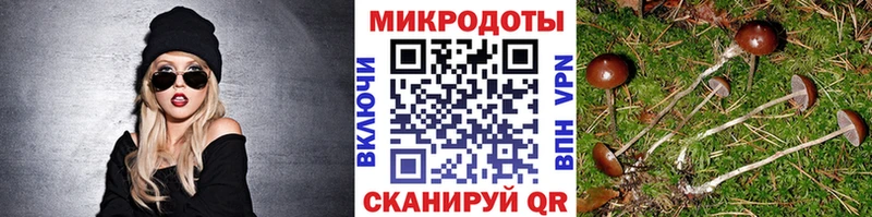 купить   Чадан  блэк спрут ссылка  Псилоцибиновые грибы Psilocybe 